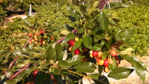 cherries in garden