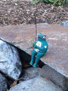 frog on rock