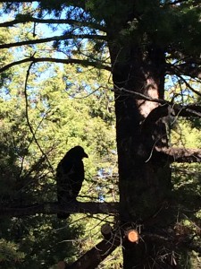 raymond in tree